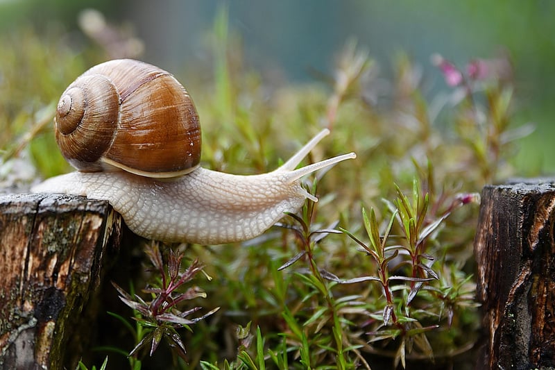 Slugs