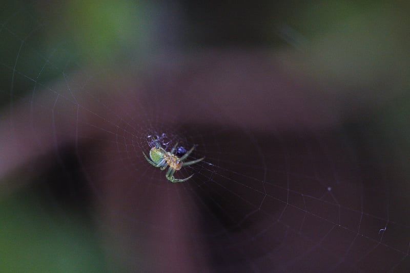Spider mites